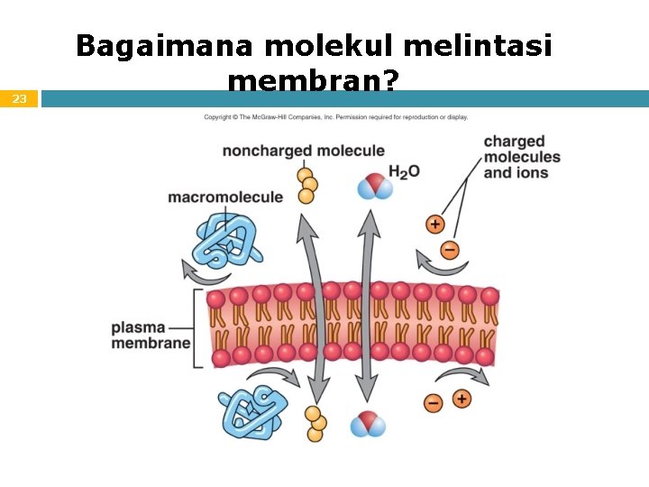 23 Bagaimana molekul melintasi membran? 