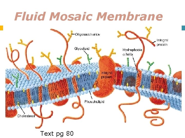 Fluid Mosaic Membrane Text pg 80 