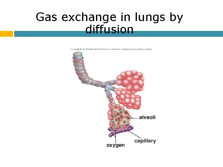 Gas exchange in lungs by diffusion 