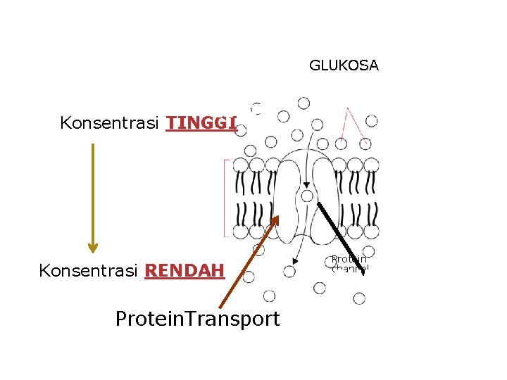 GLUKOSA High Konsentrasi TINGGI Konsentrasi RENDAH Protein. Transport Go to Section: Protein channel Low