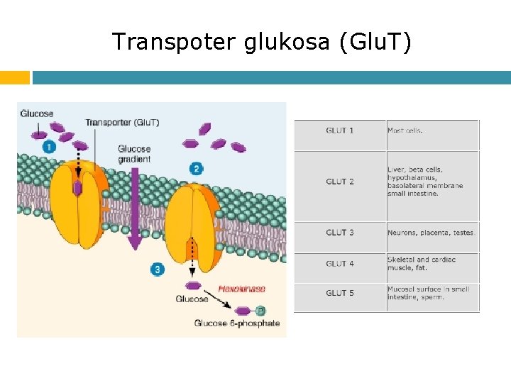 Transpoter glukosa (Glu. T) 