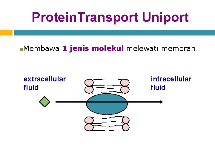 Protein. Transport Uniport Membawa 1 jenis molekul melewati membran extracellular fluid intracellular fluid 