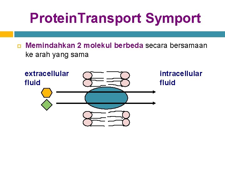 Protein. Transport Symport Memindahkan 2 molekul berbeda secara bersamaan ke arah yang sama extracellular