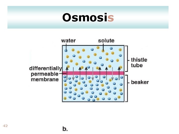 Osmosis 42 