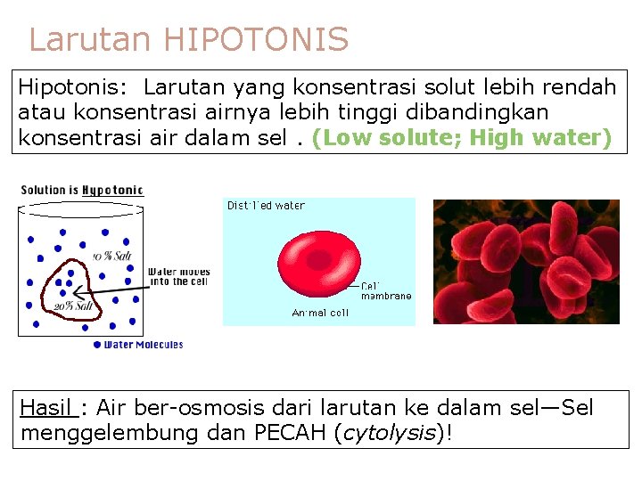 Larutan HIPOTONIS Hipotonis: Larutan yang konsentrasi solut lebih rendah atau konsentrasi airnya lebih tinggi