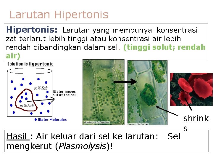 Larutan Hipertonis: Larutan yang mempunyai konsentrasi zat terlarut lebih tinggi atau konsentrasi air lebih