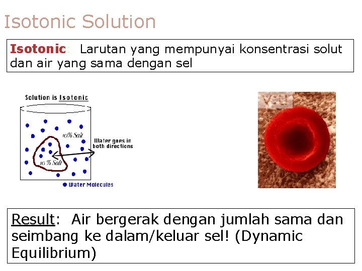 Isotonic Solution Isotonic: Larutan yang mempunyai konsentrasi solut dan air yang sama dengan sel