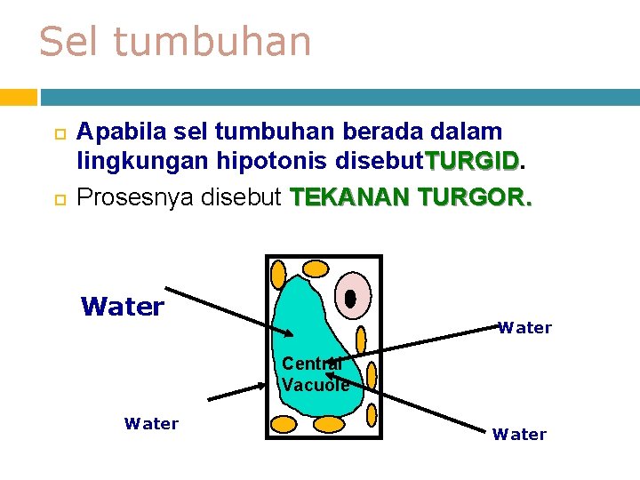 Sel tumbuhan Apabila sel tumbuhan berada dalam lingkungan hipotonis disebut. TURGID. Prosesnya disebut TEKANAN