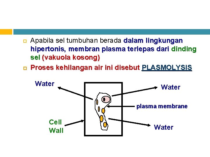  Apabila sel tumbuhan berada dalam lingkungan hipertonis, membran plasma terlepas dari dinding sel
