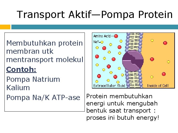 Transport Aktif—Pompa Protein Membutuhkan protein membran utk mentransport molekul Contoh: Pompa Natrium Kalium Pompa