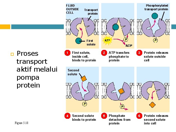 FLUID OUTSIDE CELL Phosphorylated transport protein Transport protein First solute Proses transport aktif melalui