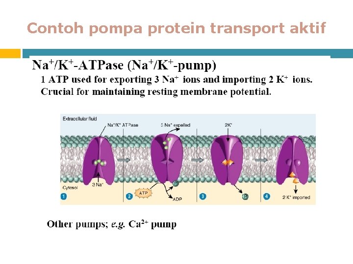 Contoh pompa protein transport aktif 