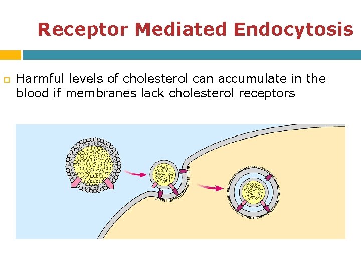 Receptor Mediated Endocytosis Harmful levels of cholesterol can accumulate in the blood if membranes