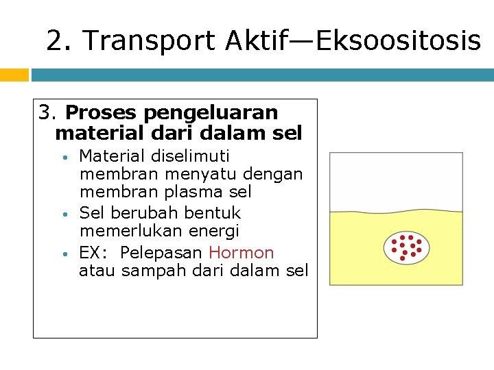 2. Transport Aktif—Eksoositosis 3. Proses pengeluaran material dari dalam sel • • • Material