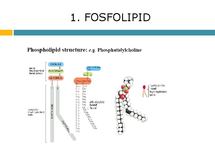 1. FOSFOLIPID 