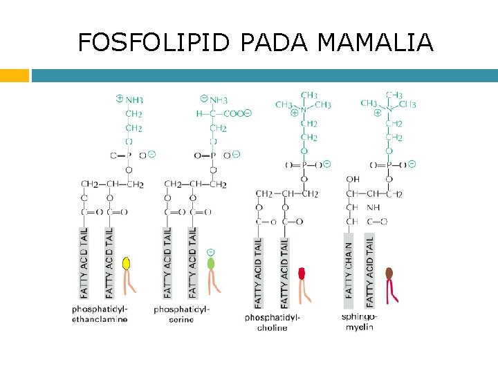 FOSFOLIPID PADA MAMALIA 