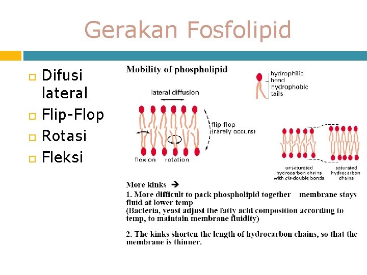 Gerakan Fosfolipid Difusi lateral Flip-Flop Rotasi Fleksi 