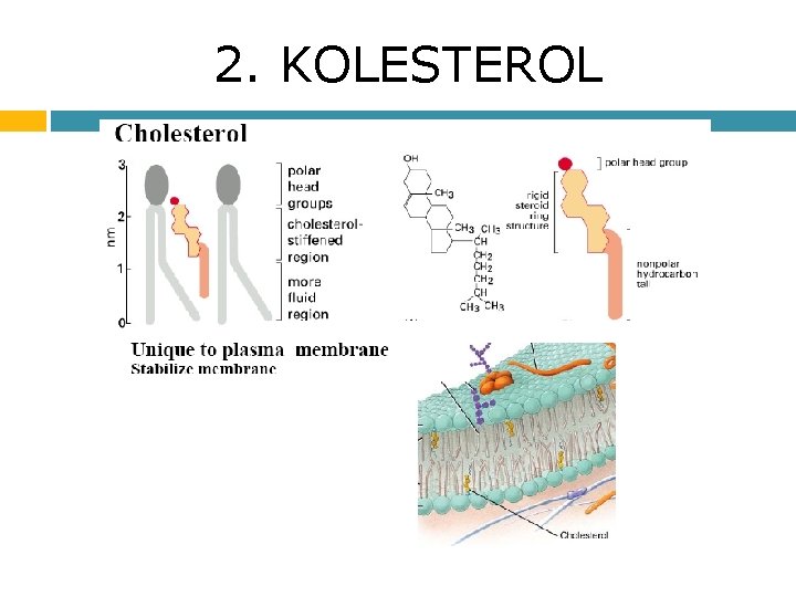 2. KOLESTEROL 