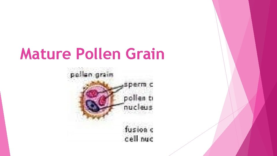 Mature Pollen Grain 