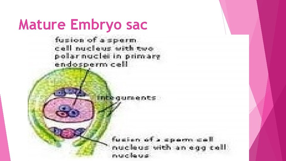 Mature Embryo sac 