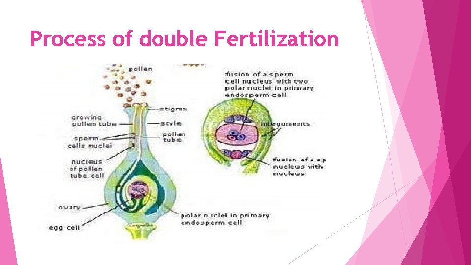 Process of double Fertilization 