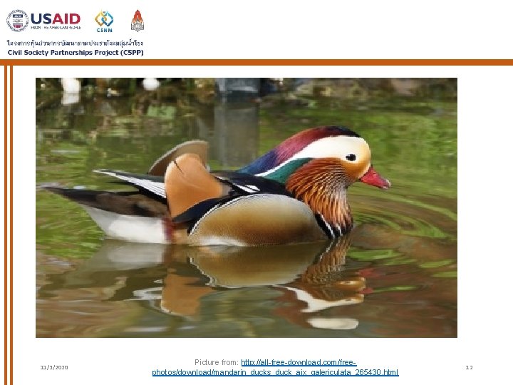 11/3/2020 Picture from: http: //all-free-download. com/freephotos/download/mandarin_ducks_duck_aix_galericulata_265430. html 12 11/3/2020 Picture from: http: //all-free-download. com/freephotos/download/mandarin_ducks_duck_aix_galericulata_265430. html 12