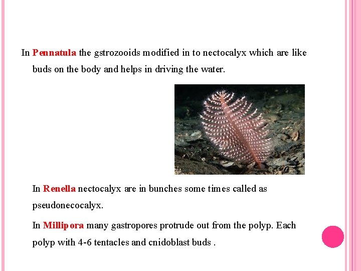  In Pennatula the gstrozooids modified in to nectocalyx which are like buds on