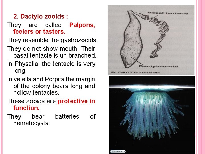 2. Dactylo zooids : They are called Palpons, feelers or tasters. They resemble the