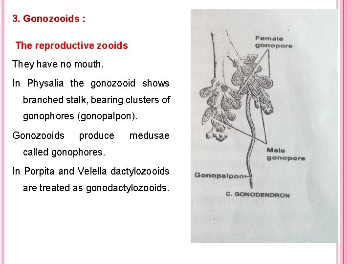 3. Gonozooids : The reproductive zooids They have no mouth. In Physalia the gonozooid