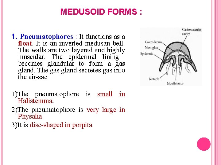 MEDUSOID FORMS : 1. Pneumatophores : It functions as a float. It is an