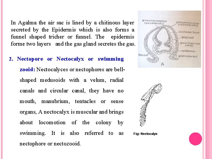 In Agalma the air sac is lined by a chitinous layer secreted by the
