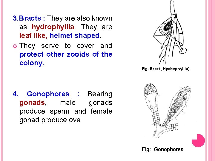 3. Bracts : They are also known as hydrophyllia. They are leaf like, helmet