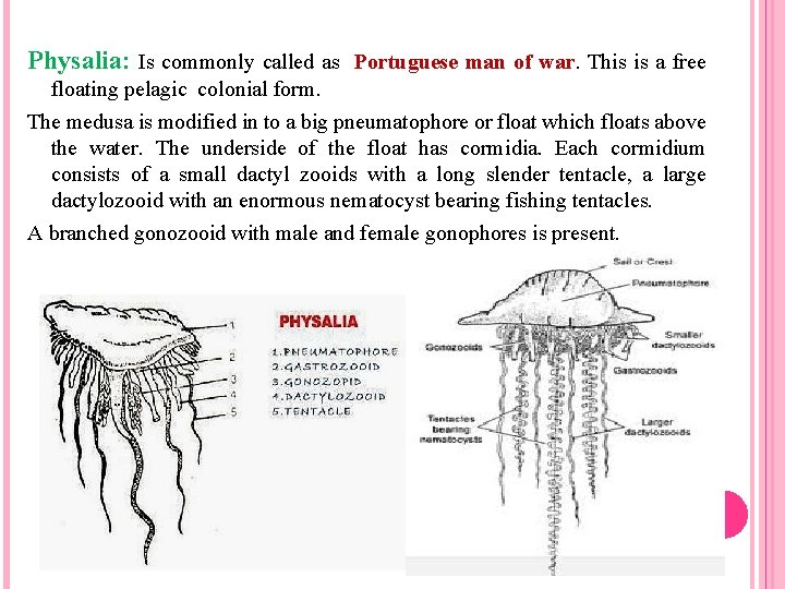 Physalia: Is commonly called as Portuguese man of war. This is a free floating