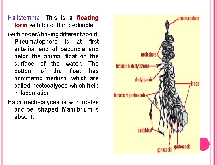 Halistemma: This is a floating form with long, thin peduncle (with nodes) having different