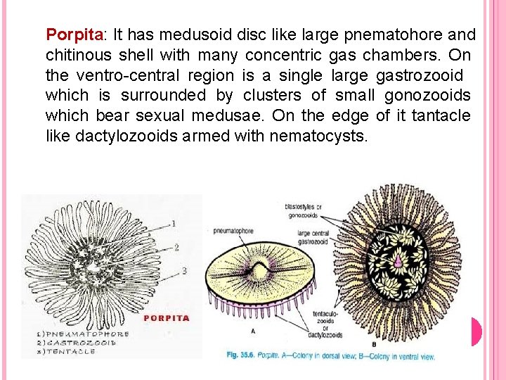 Porpita: It has medusoid disc like large pnematohore and chitinous shell with many concentric