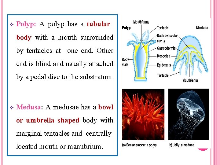 v Polyp: A polyp has a tubular body with a mouth surrounded by tentacles