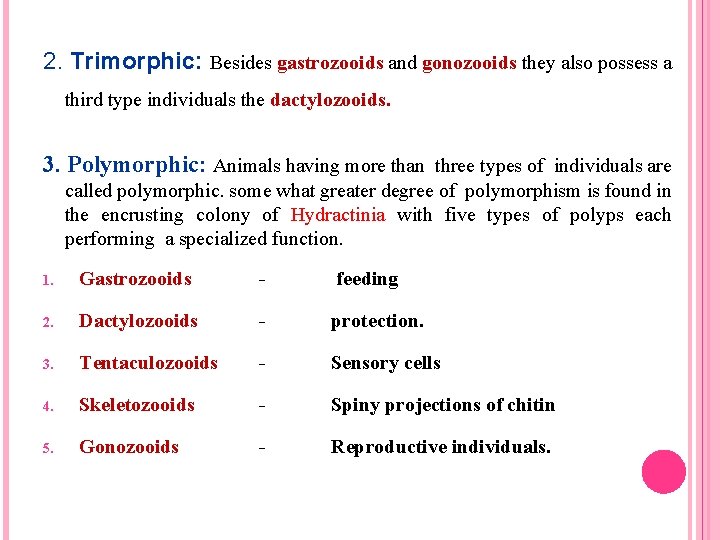 2. Trimorphic: Besides gastrozooids and gonozooids they also possess a third type individuals the