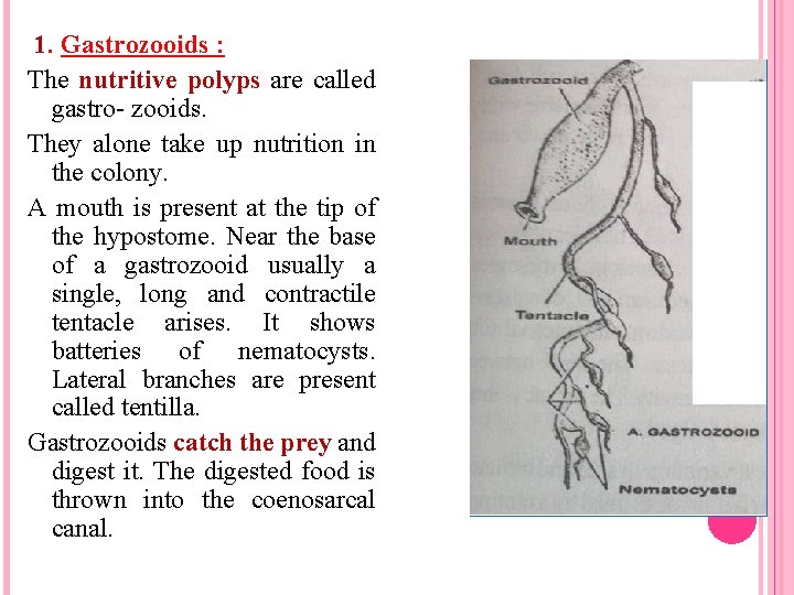  1. Gastrozooids : The nutritive polyps are called gastro- zooids. They alone take