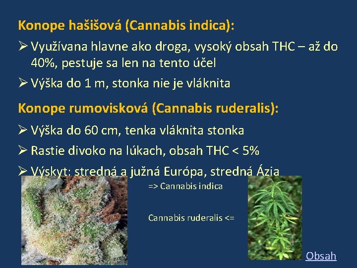 Konope hašišová (Cannabis indica): Využívana hlavne ako droga, vysoký obsah THC – až do