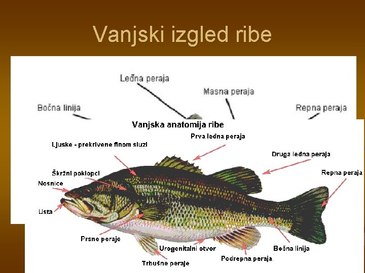 Vanjski izgled ribe 
