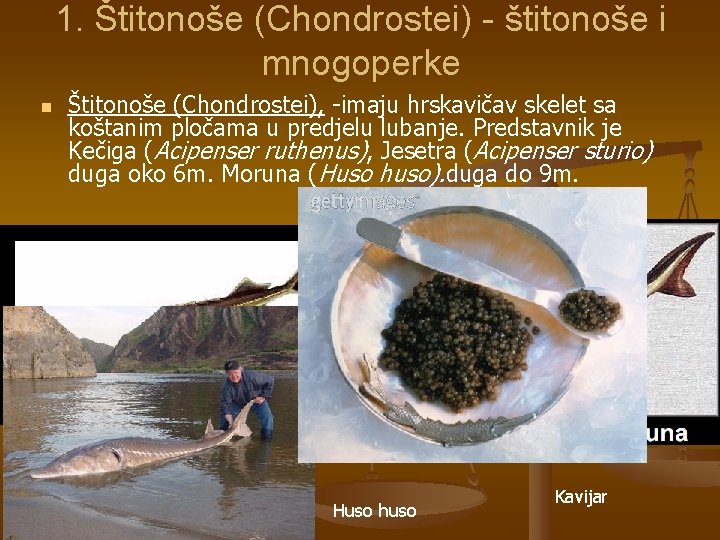 1. Štitonoše (Chondrostei) - štitonoše i mnogoperke n Štitonoše (Chondrostei), -imaju hrskavičav skelet sa
