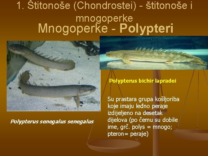 1. Štitonoše (Chondrostei) - štitonoše i mnogoperke Mnogoperke - Polypteri Polypterus bichir lapradei Polypterus