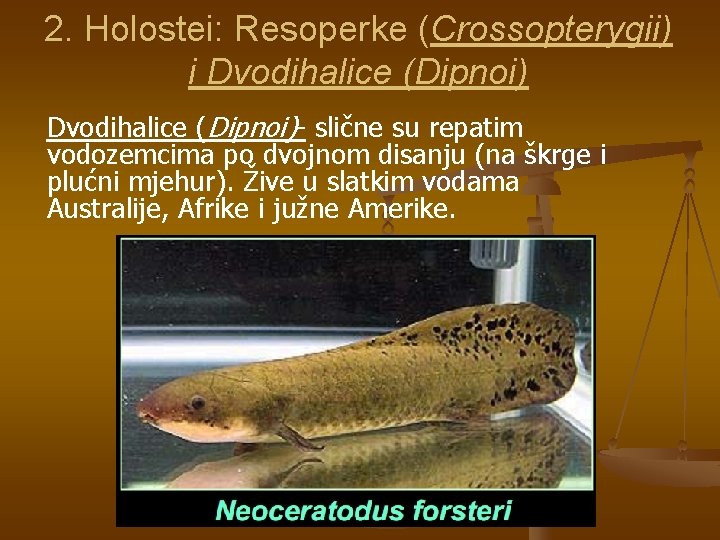 2. Holostei: Resoperke (Crossopterygii) ( i Dvodihalice (Dipnoi)- slične su repatim vodozemcima po dvojnom