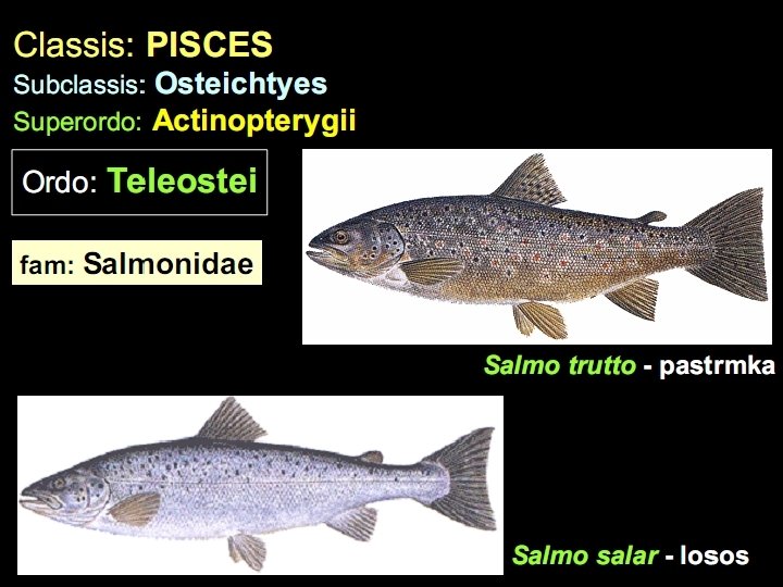 1. red: Lososi i Pastrmke (Salmoniformes) – žive u slatkim i slanim vodama. Predstavnici
