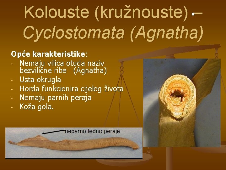 Kolouste (kružnouste) – Cyclostomata (Agnatha) Opće karakteristike: • Nemaju vilica otuda naziv bezvilične ribe