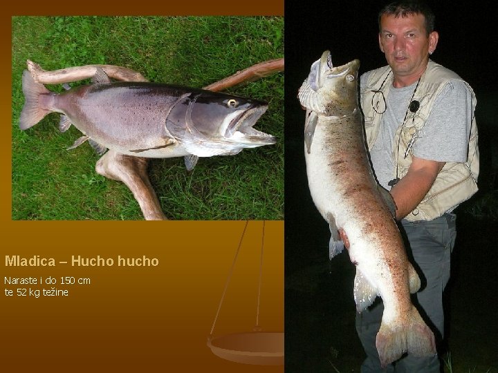 Mladica – Hucho hucho Naraste i do 150 cm te 52 kg težine 