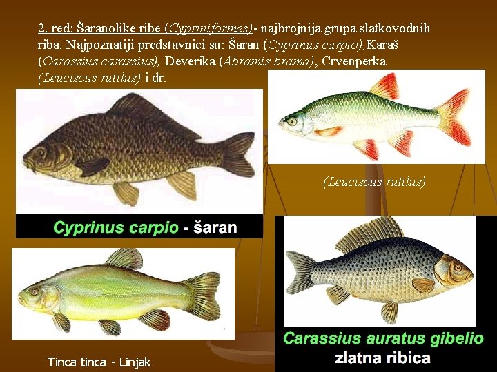 2. red: Šaranolike ribe (Cypriniformes)- najbrojnija grupa slatkovodnih riba. Najpoznatiji predstavnici su: Šaran (Cyprinus