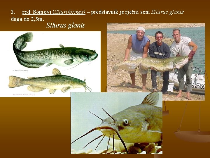 3. red: Somovi (Siluriformes) – predstavnik je rječni som Silurus glanis duga do 2,