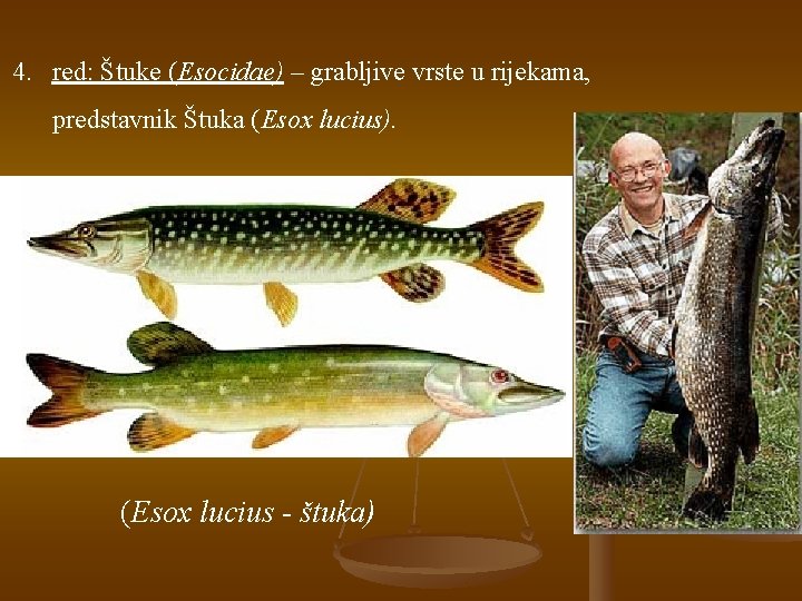 4. red: Štuke (Esocidae) – grabljive vrste u rijekama, predstavnik Štuka (Esox lucius). (Esox