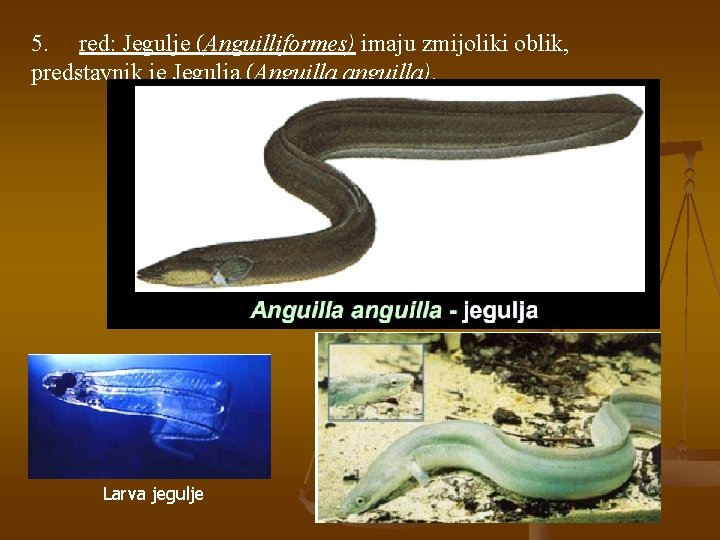 5. red: Jegulje (Anguilliformes) imaju zmijoliki oblik, predstavnik je Jegulja (Anguilla anguilla). Larva jegulje
